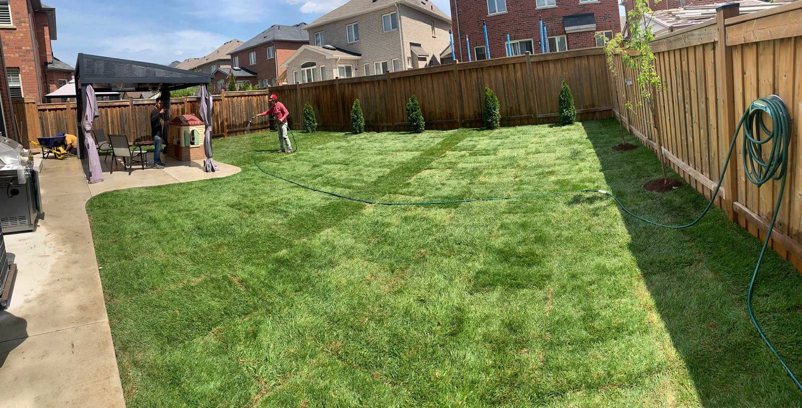 Freshly installed lawn across a spacious backyard